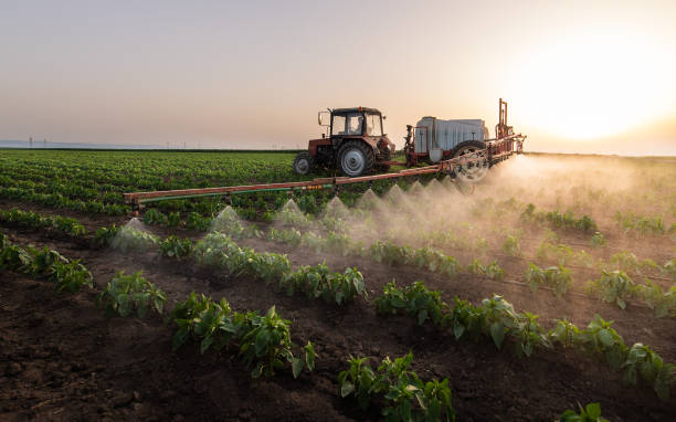 Best Local Pest Control Services  in Weimar, TX