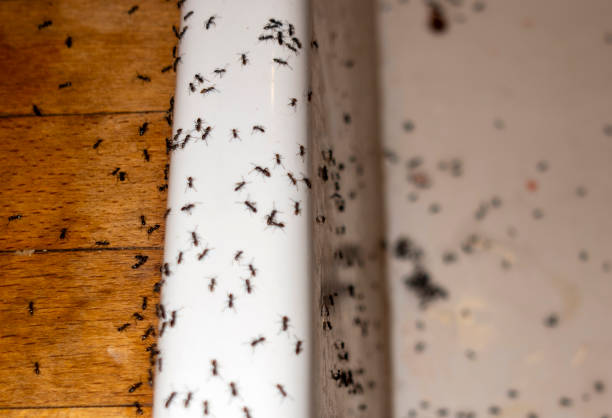 Trusted Weimar, TX Pest Control Experts