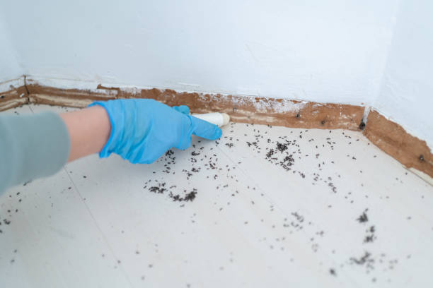 Best Rat Extermination Near Me  in Weimar, TX