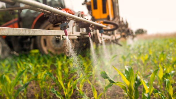 Reliable Weimar, TX Pest Control Solutions